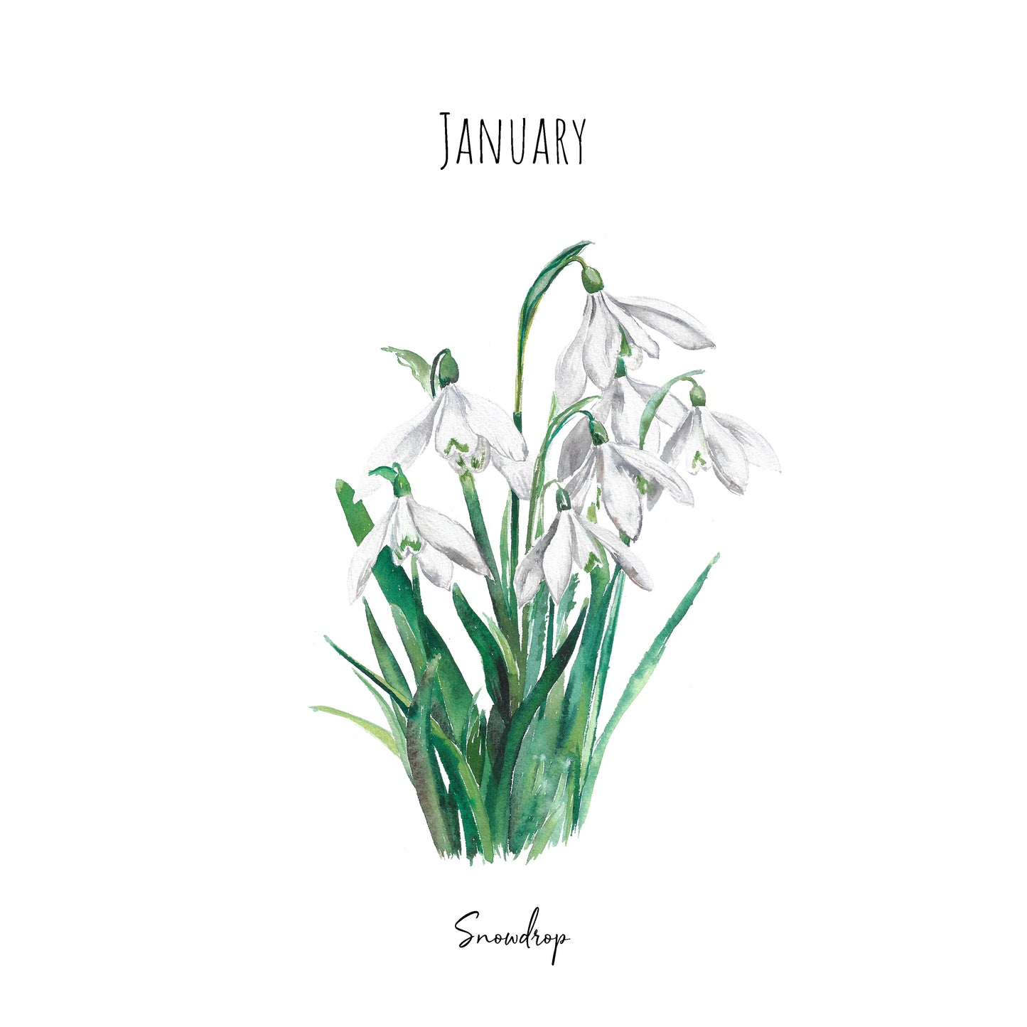 Snowdrop - January Birth Flower - Watercolour Fine Art Print
